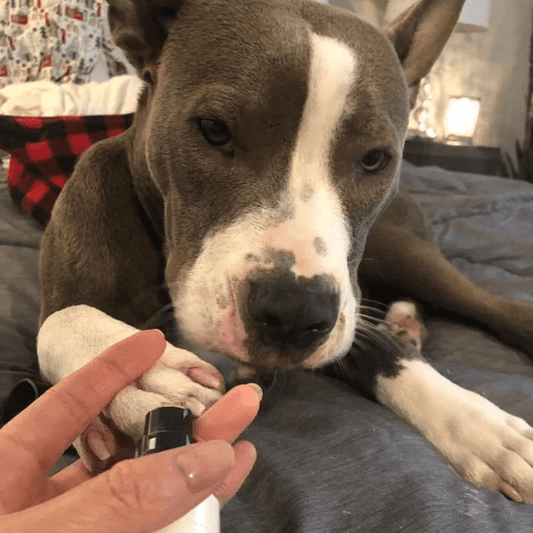 Petopia™ PawPerfect Pro Nail Grinder